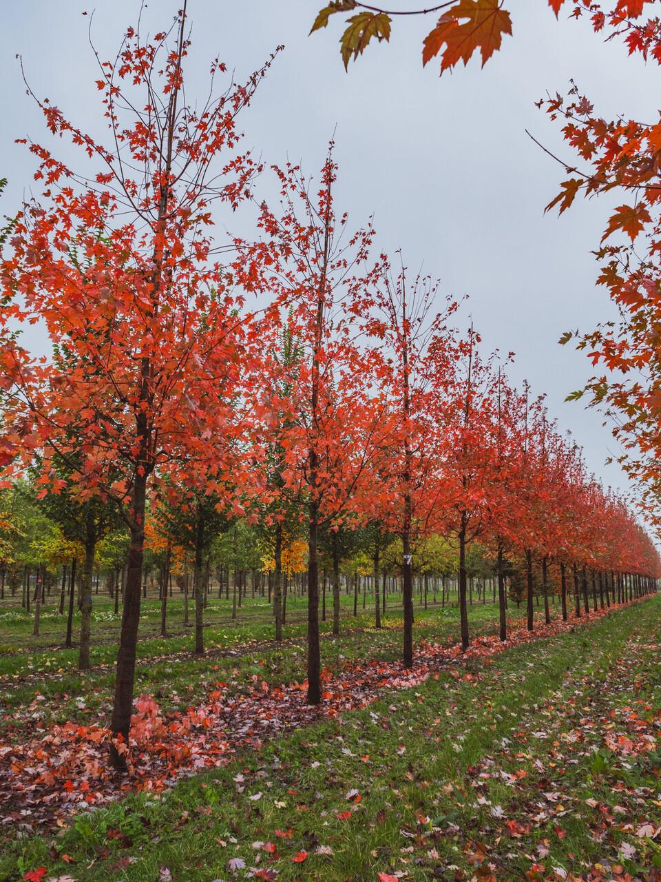 Acer ×freemanii AUTUMN BLAZE ('Jeffersred') | Acer ×freemanii